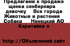 Предлагаем к продаже щенка сенбернара - девочку. - Все города Животные и растения » Собаки   . Ненецкий АО,Каратайка п.